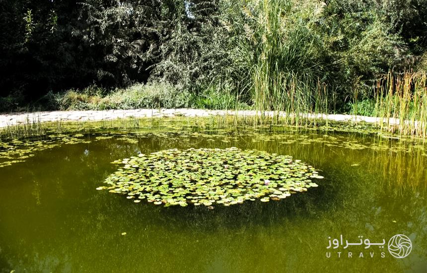 دریاچه زیبای باغ گیاهشناسی ایران